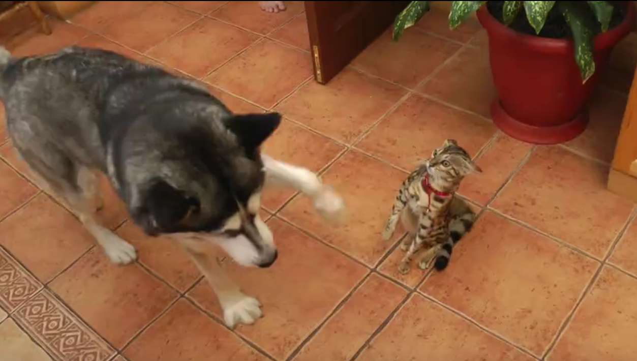 Introducing a Husky With a Cat Introducing a Husky With a Cat