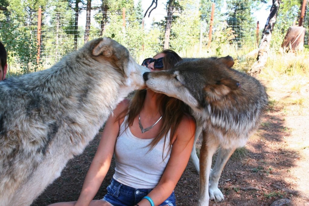 Wolf dogs sharing love and kisses