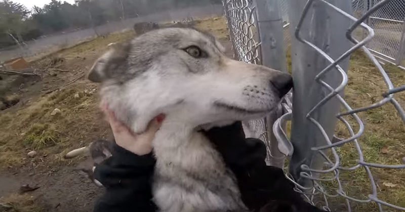 excited wolf dogs welcome their mommy