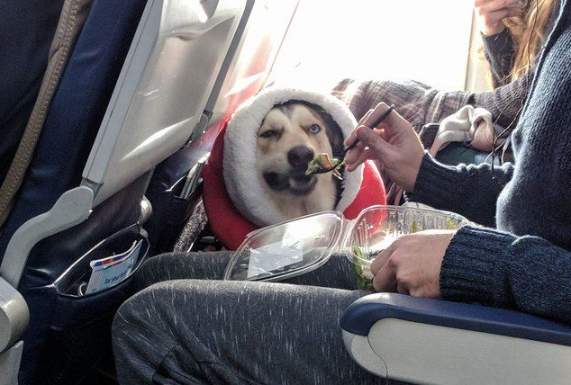 10 Lovely Dogs On Plane Enjoying Their Flight