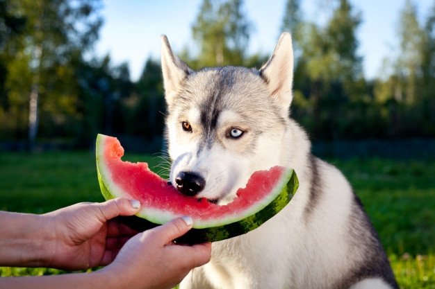 10 Puppies That Love Watermelon So Freaking Much