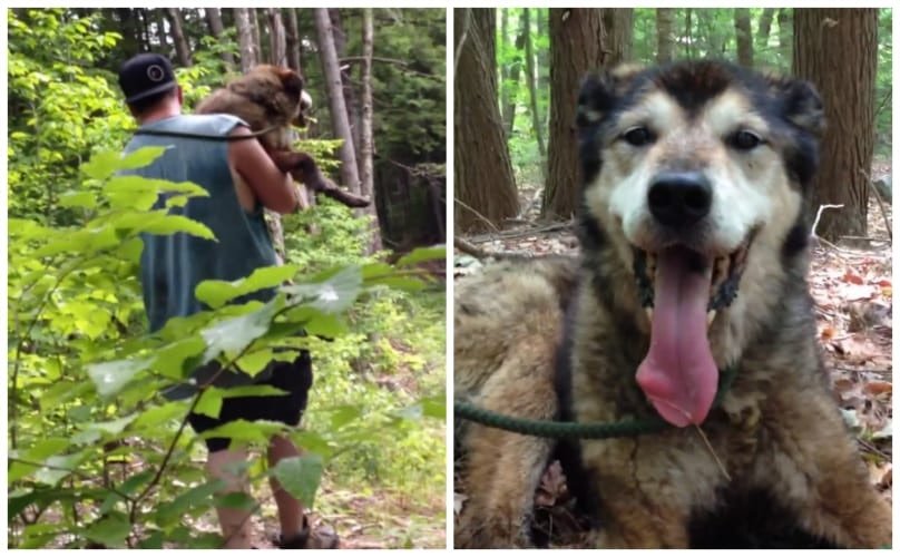17-Year-Old Dog Lost For Days In The Woods Gets Carried To Safety By Rescuers