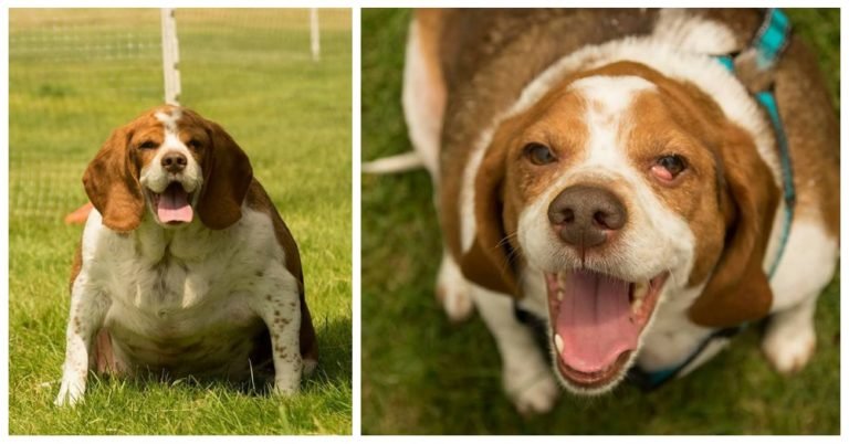 Obese Beagle Transformation