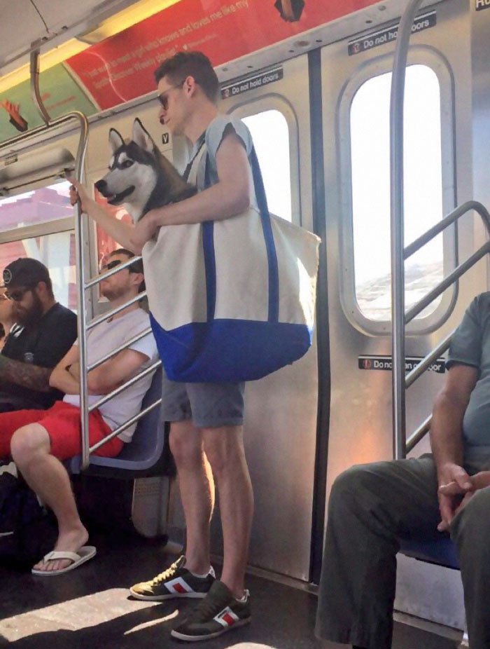 Guy Carried His Husky