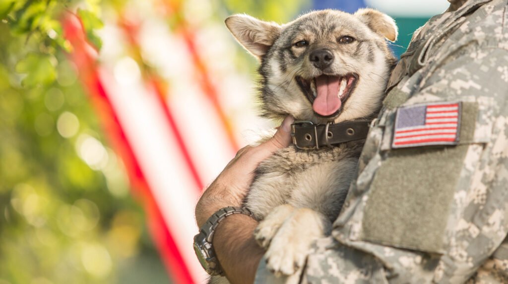 10 Facts That You Might Not Know About Military Dogs