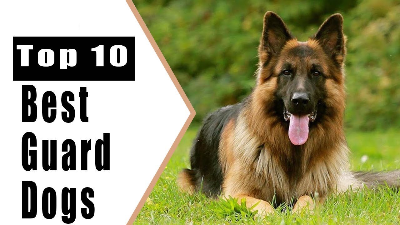 10 Breeds That Make Excellent Guard Dogs