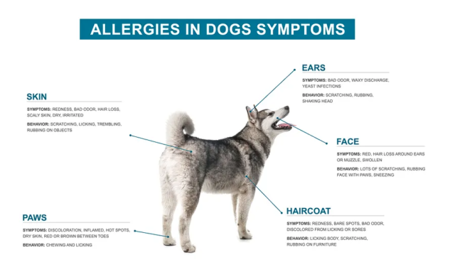 10 Human Allergies That Surprisingly Affect Dogs Too