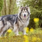 Biggest Dog Breeds