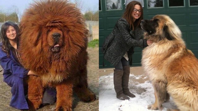 10 Biggest Dog Breeds From Around The World