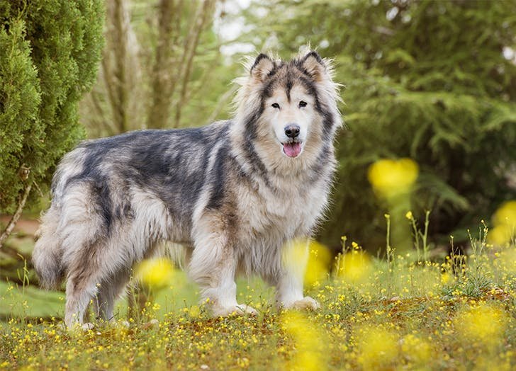 Biggest Dog Breeds