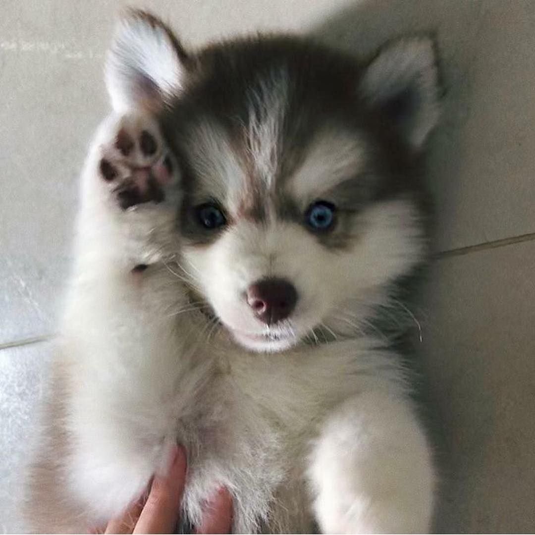 Cute Puppies Saying Hi