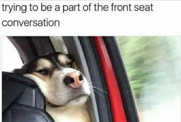 Dog Memes Will Make your day