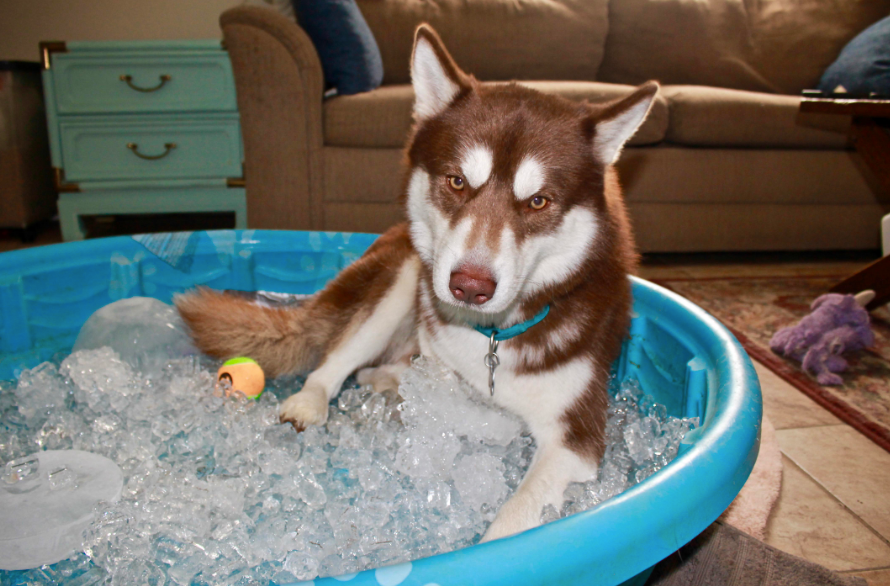 Husky Enjoying Ice Bath And Probably Wishes It Was Winter Now