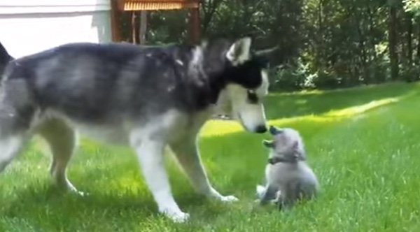 Husky and Baby Fox Play Together