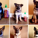 Owner Documents Their Dog’s Growth By Using A Bottle Of Sriracha For Scale