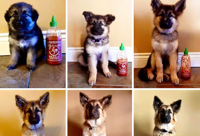 Owner Documents Their Dog’s Growth By Using A Bottle Of Sriracha For Scale