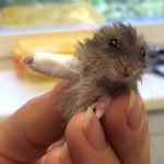 This Tiny cute Hamster