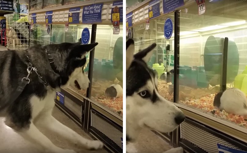 Husky Wants To Play With All The Rats