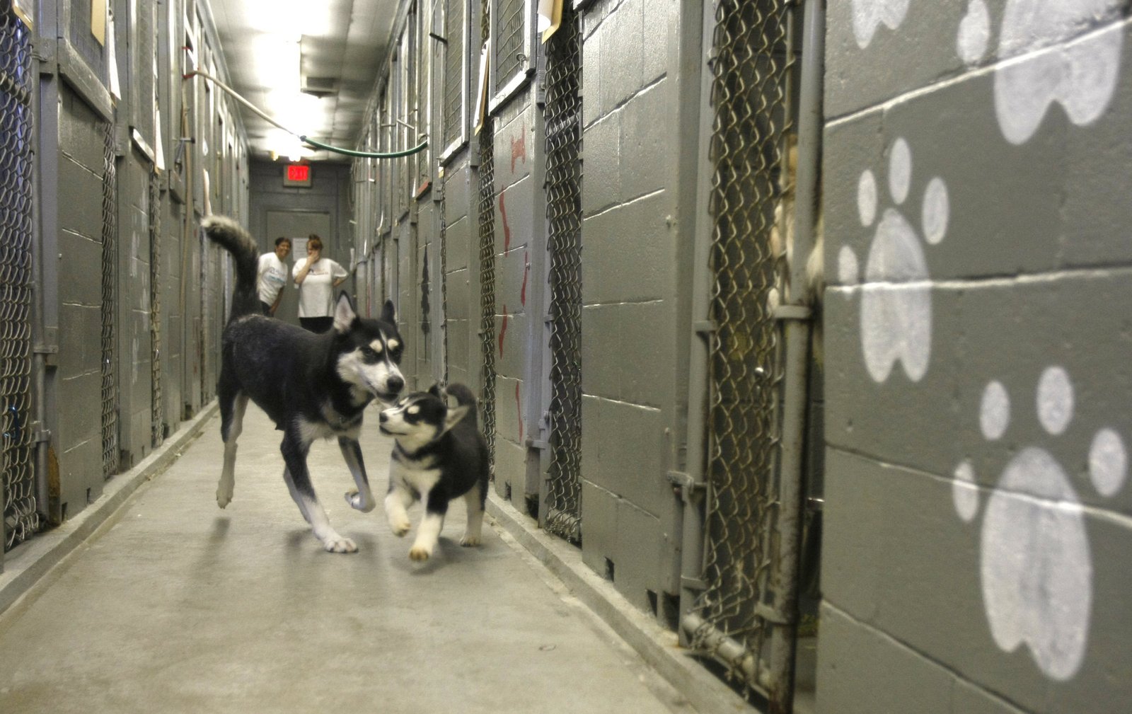 Here are 10 Reason For You To Adopt A Rescue Dog husky rescue