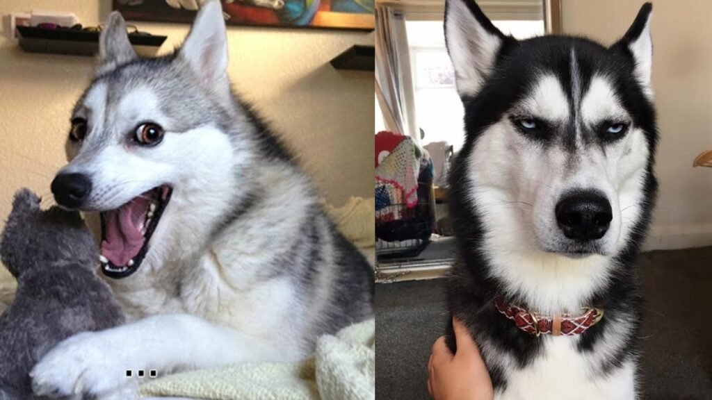 10 Non-Photogenic Dogs That Will Make You Laugh Way Harder Than You Should