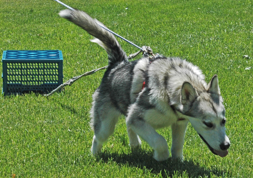 7 Tips On How To Regain Control Of Your Dog When He Pulls The Leash