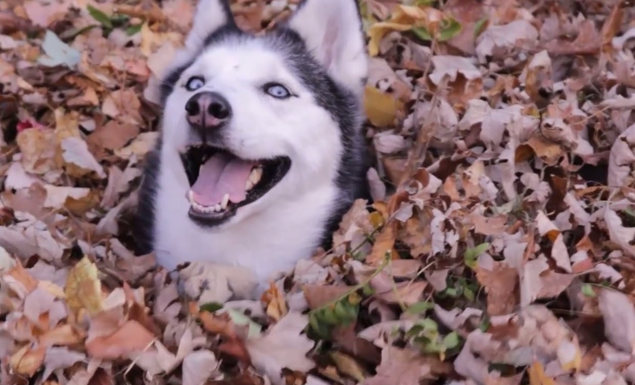 15 dogs playing with leaves