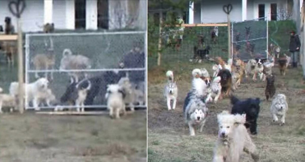 Man Adopted 45 Dogs To Let Them Play Free