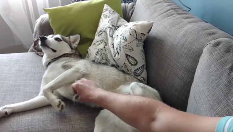 Husky Loves Belly Rubs