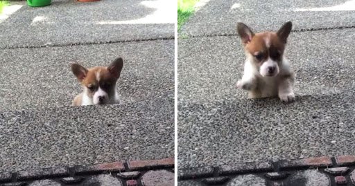 Corgi Puppy Attempts To Climb Steps