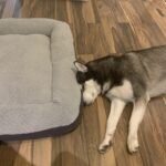 Dog Beds