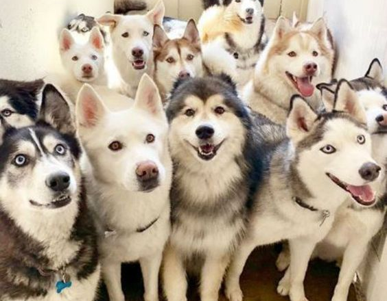 10 Breathtaking Pics Of Dogs To Make You Believe In Heaven