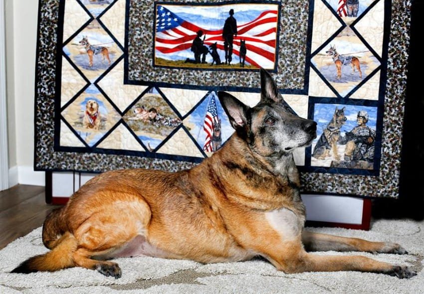 Military K9