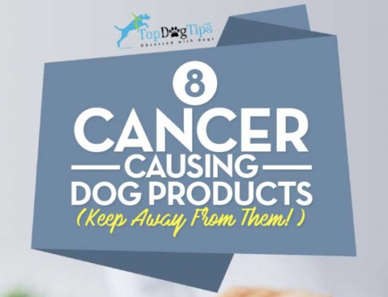 8 Cancer-Causing Dog Products (And How to Avoid Them)