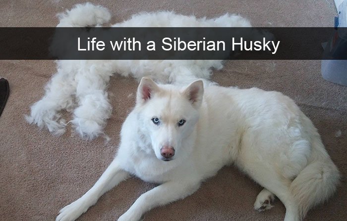 Life with Husky