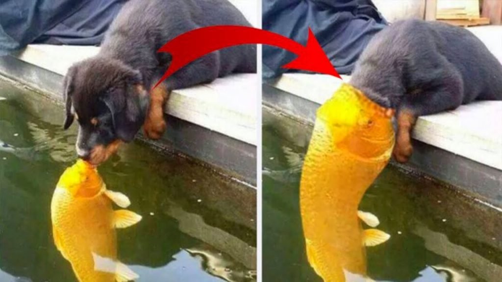 Puppy Kissing A Fish