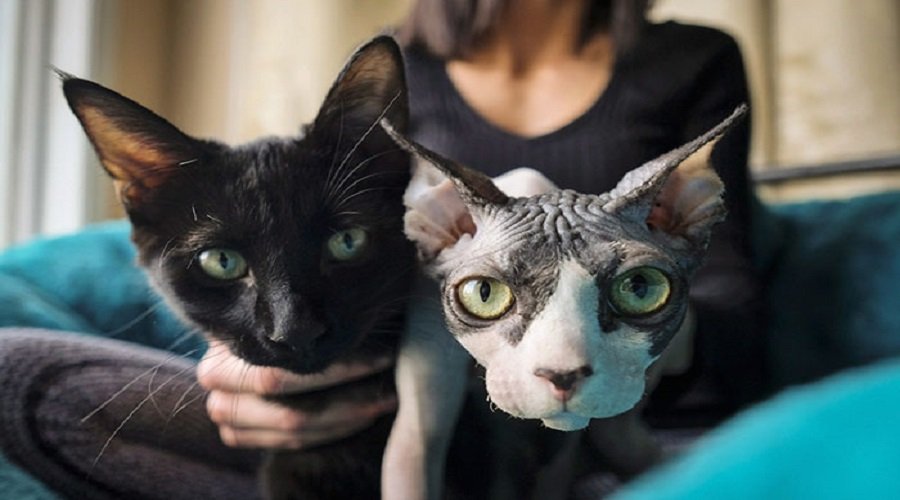 WOMAN SHOCKED AFTER REALIZING HER $700 HAIRLESS SPHYNX CAT IS ACTUALLY A REGULAR CAT THAT WAS SHAVED