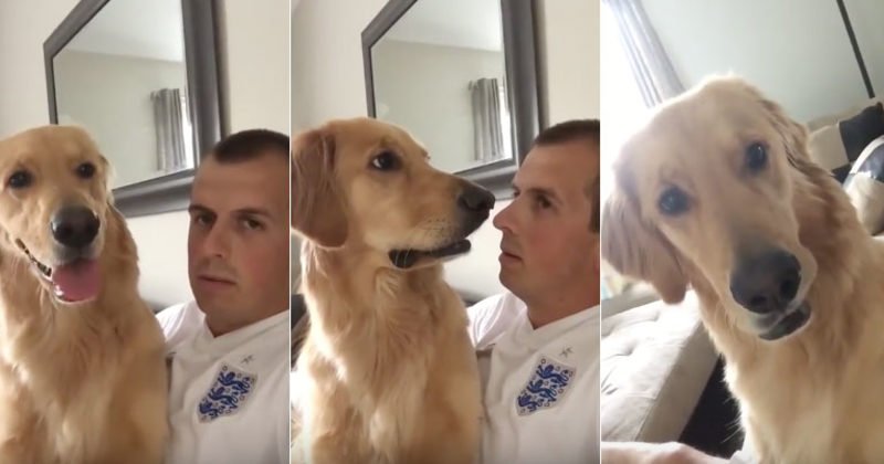 When This Dog Finds Out He's Getting A Baby Brother, He Has The Best Reaction