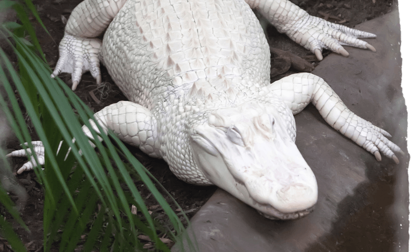 white alligator