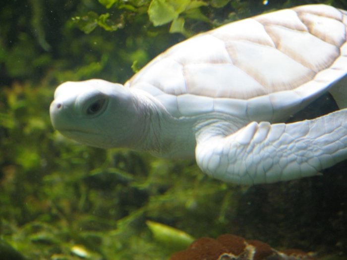 white turtle