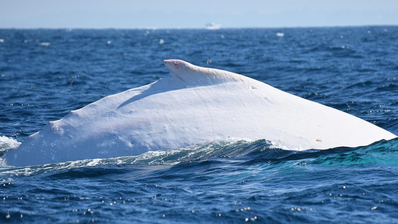 white whale