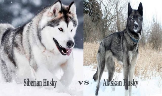 Facts About Alaskan Huskies Ten Interesting Facts About Alaskan Husky