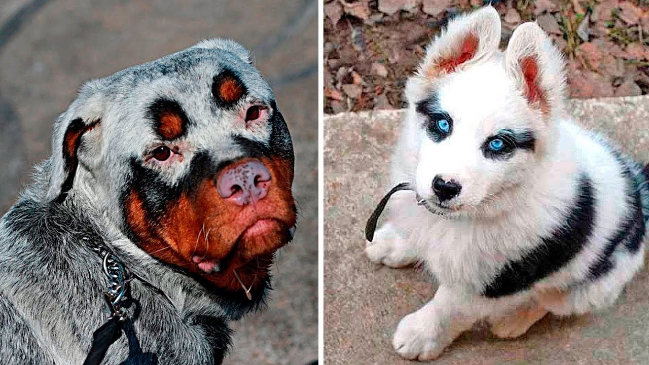 Animals With Special Fur Markings