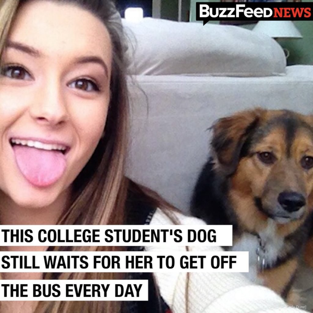 College Student’s Dog Still Waits For Her To Get Off The Bus