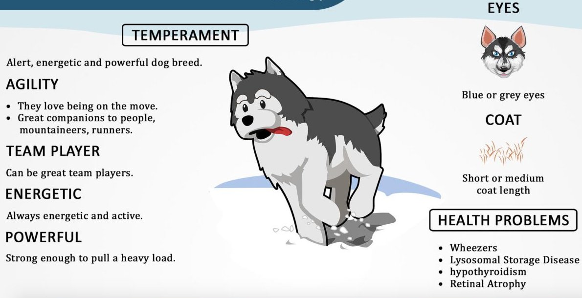 Facts About Alaskan Huskies