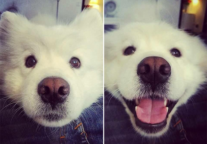 20 Owners Posting Pics Of Pets Before & After Being Called A Good Boy