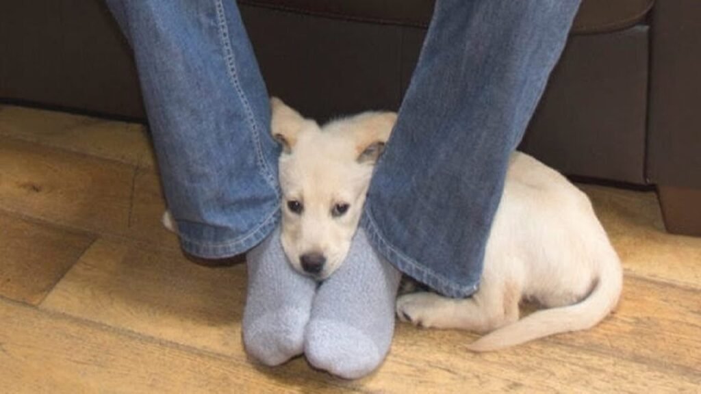 9 REASONS WHY DO DOGS SIT ON YOUR FEET? DOG BEHAVIOR