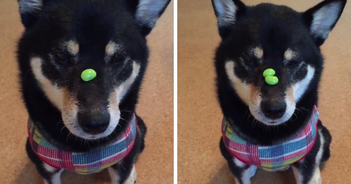 This Dog Is The Fastest Treat-Catcher Alive