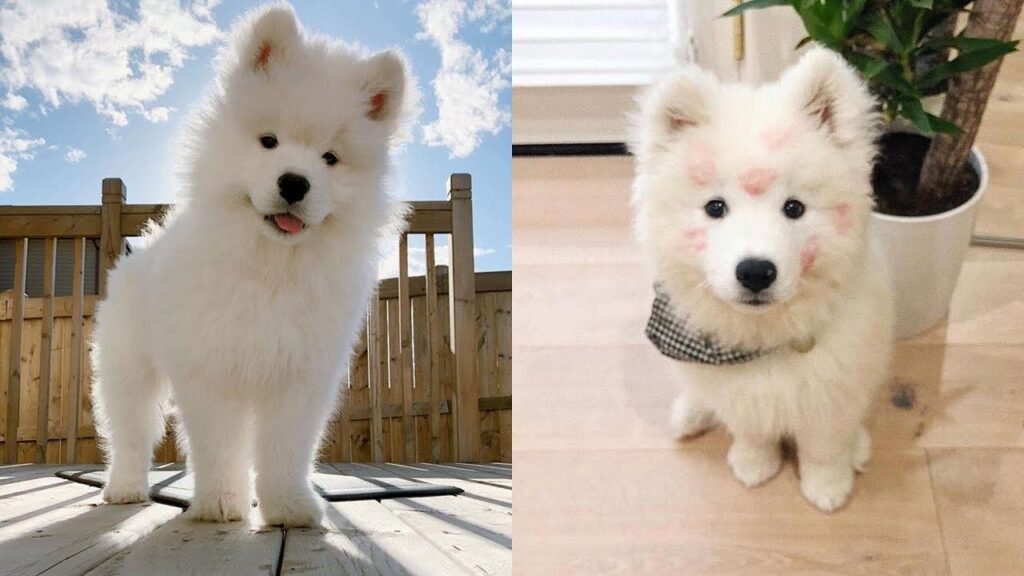 10 Perfect Shots Of Samoyeds Just Being Adorable