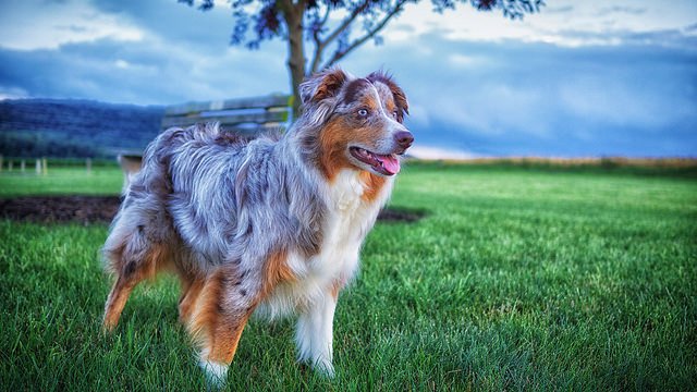 Dog Breeds That Need The Most Attention