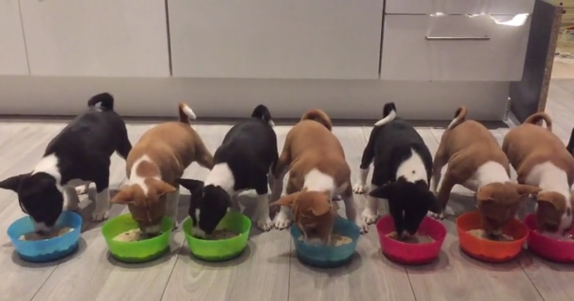 14 Basenji Pups eating dinner